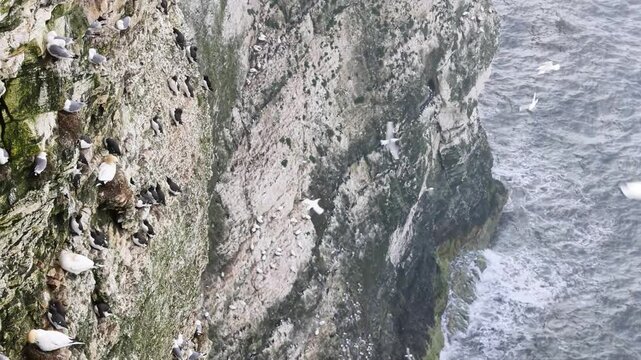 Seabirds on the edge of a cliff on a misty day.

