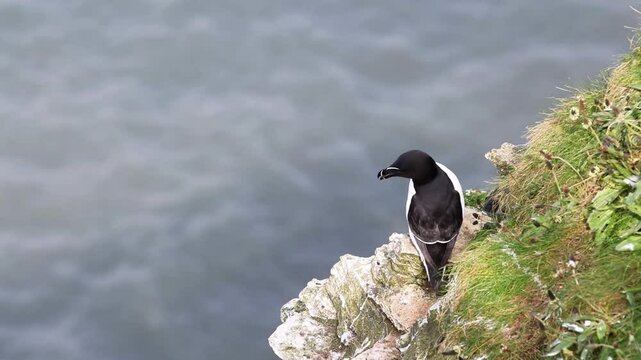 Razorbill (Alca torda) on the edge of the cliff, 4K Video.