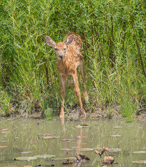fawn by a pond