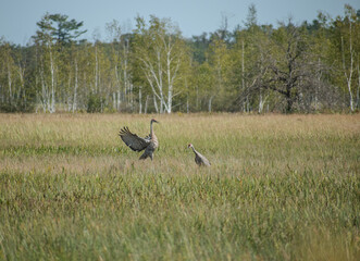 cranes dancing in an open field