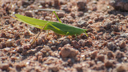 bush cricket standing on gravel
