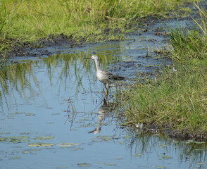 a sandpiper in wetland surroundings