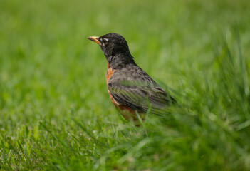 american robin on the grass
