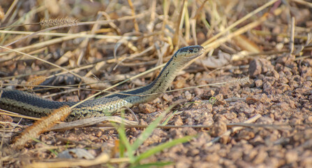 snake with its head raised among dry grass and rocks