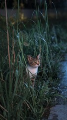 A Close-up photo of A cat in natural environment