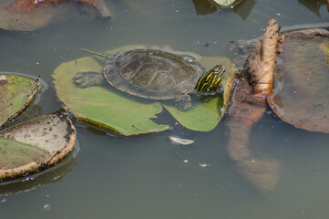 turtle on a lily pad in a pond