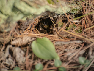 snake peeking out of a hole in the forest floor