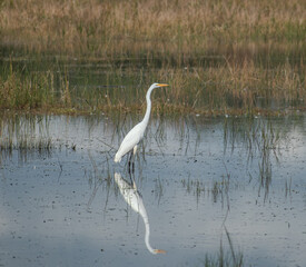 great egret in a wetland