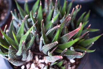 Close-Up of Haworthia Succulent Plant with Spiky Green Leaves. Ideal for succulent enthusiasts, this image captures the intricate beauty and hardy aesthetic of desert plants.