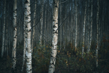 Obraz premium trunks in forest