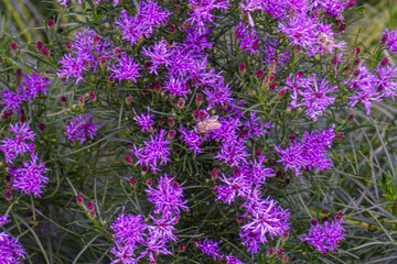 Fleurs violettes et bourdon