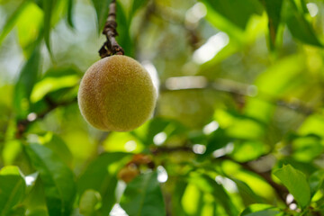 A single fresh unripe hairy peach or prunus persica on a tree branch with leaves in springtime in...