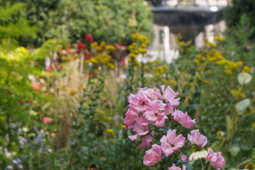 Obraz premium Fleurs dans un parc à fontaine,
