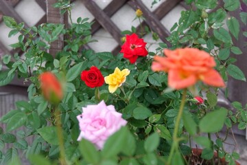 tulips in garden