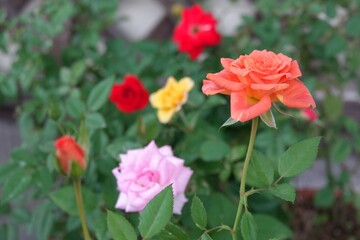 red rose in the garden