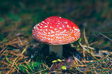 Mature Amanita Muscaria, Known as the Fly Agaric or Fly Amanita: Healing and Medicinal Mushroom with Red Cap Growing in Forest. Can Be Used for Micro Dosing, Spiritual Practices and Shaman Rituals