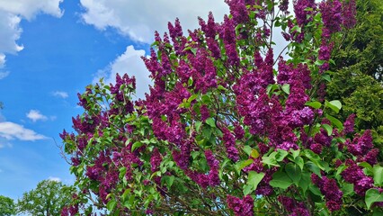 Lilac bushes bloom beautifully and smell pleasant on warm spring days