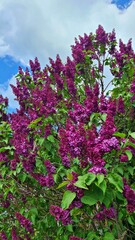 Lilac bushes bloom beautifully and smell pleasant on warm spring days