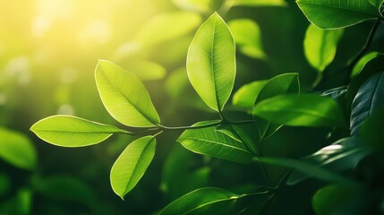 vibrant close-up of lush green leaves creating an abstract nature backdrop, emphasizing organic textures and ecological themes with soft sunlight filtering through