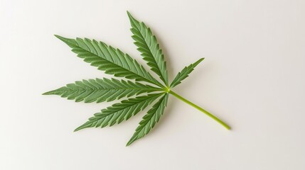 vibrant green cannabis leaf isolated on a clean white background, emphasizing purity and simplicity. the detailed texture of the leaf stands out, making it a striking visual for various applications
