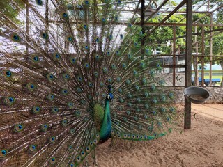Obraz premium wonderful and beautiful Peacock or Pavo cristatus displaying its colorful tail feathers to attract female peacock in the aviary