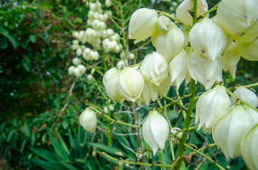 アツバキミガヨラン