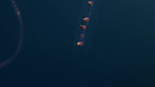 Colonial Pyrosoma Tunicates free-floating of blue water in sunrays. Pyrosomes, colony hundreds to thousands individuals called zooids, cloned from one egg and bound together. Amazing underwater life