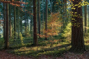 Obraz premium autumn in the forest in the early morning, germany