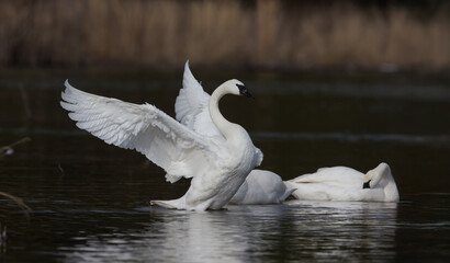 Trumpeter Swan
