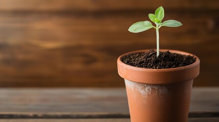 Small Plant Sprout in Pot