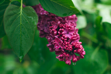 Lilac Branch with Dew Drops in Spring at Daytime After Rain - Close-Up, Selective Focus. Violet Spring Flowers with Soft Aroma. Spring and Summer Gardening. Lilac Blossom. Purple Lilac Bush