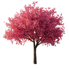 Fototapeta premium A large, leafy tree in full bloom, isolated. PNG transparent.