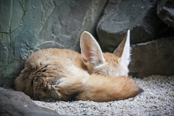 Fennec Fox Sleeping