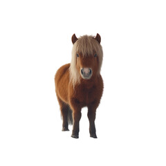 A brown pony standing on snow, isolated on a pure white background. PNG transparent.