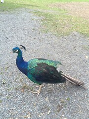 Fototapeta premium Peacock on gravel
