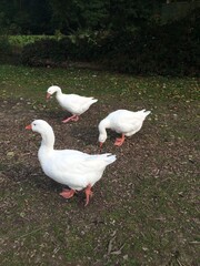 Three ducks