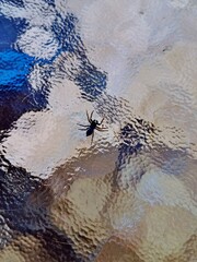 Spinne unter Tisch-Glasplatte