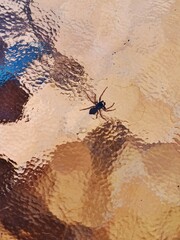 Spinne unter Tisch-Glasplatte