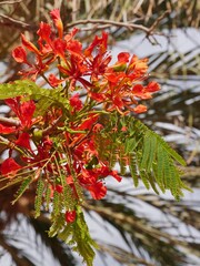 Affenbrotbaum mit oranger Blüte
