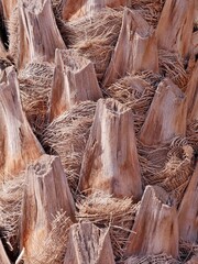 Palmenstamm aus der N&auml;he