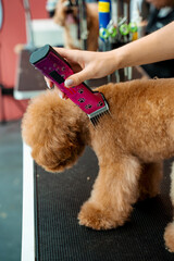 Groomer is clipping hair of maltipoo to make coat of dog easy to clean. Keeping dog hair from...