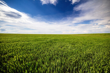 Fototapeta premium Lush green wheat field stretching to the horizon under a dramatic cloudy sky