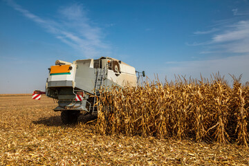 Fototapeta premium Modern combine harvester in action on corn field