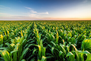 Golden hour sunset over lush green corn field in the tranquil rural countryside