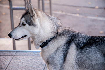 My sweet puppy. Portrait of the husky in the streets of city
