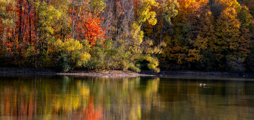 Colorful autumn trees along lake shore in Maybury state park, Michigan.