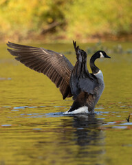 A Canada goose stretches its wings on an autumn pond. The warm and colorful surrounding fall foliage is reflected in the water.
