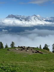 Cow pasture in the sky