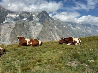 cows on the mountain