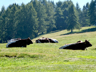 Cows lying down on the grass in a large Meadow
